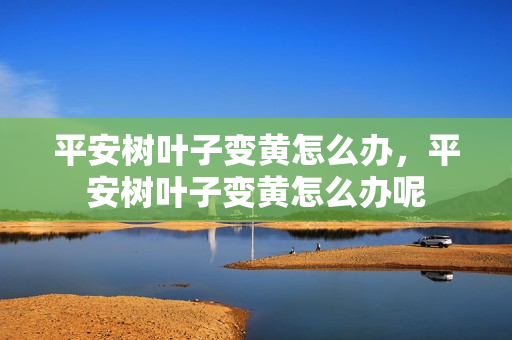 平安树叶子变黄怎么办，平安树叶子变黄怎么办呢