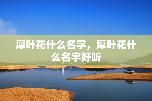 厚叶花什么名字，厚叶花什么名字好听