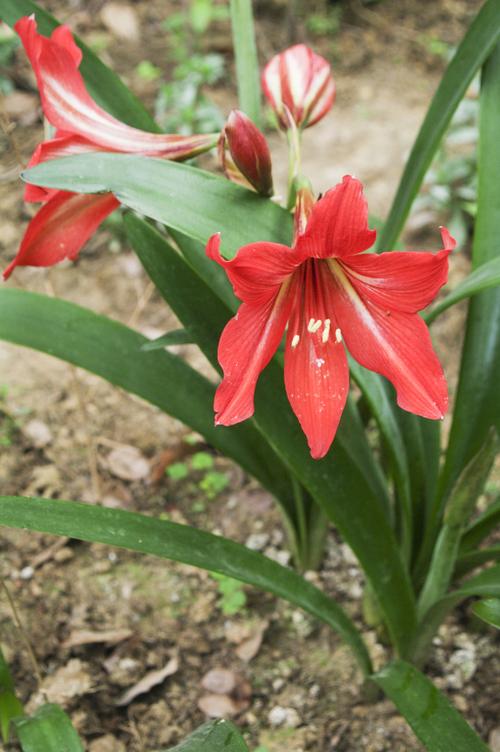 对红花冬天怎么养殖（冬天红花植物）