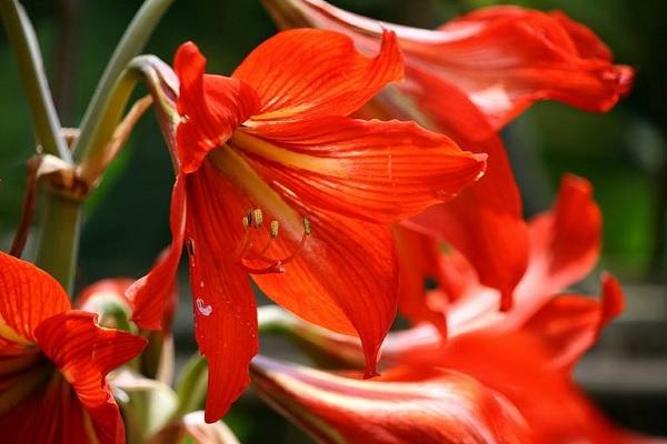 对红花冬天怎么养殖（冬天红花植物）