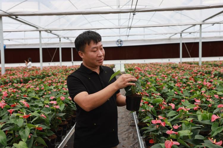 广东花卉运输（广东花卉运输车报价）