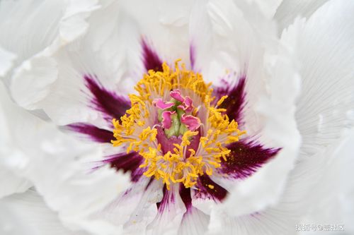 花中开花是什么寓意（花中再开花）