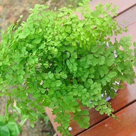 什么植物喜水（什么植物喜水耐阴）