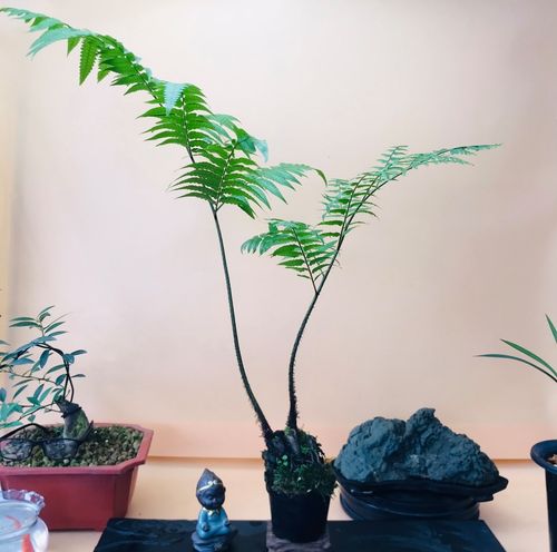 什么植物喜水（什么植物喜水耐阴）