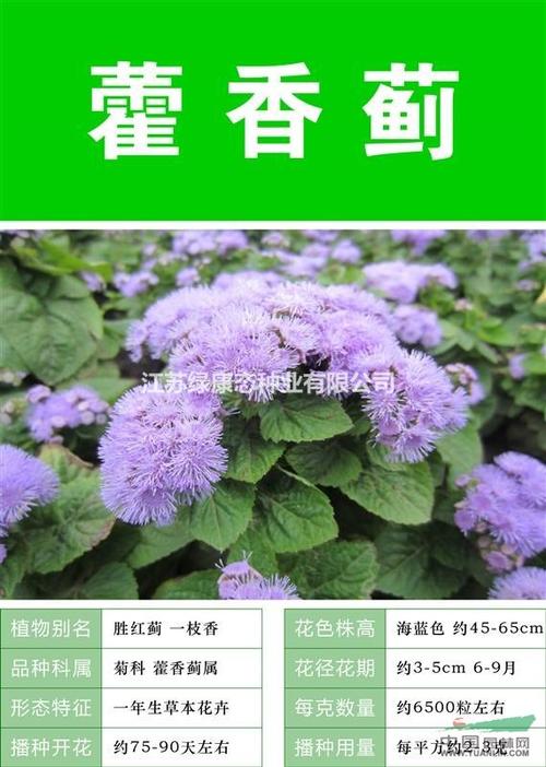 大花藿香蓟怎么种（藿香蓟鲜切花养护）