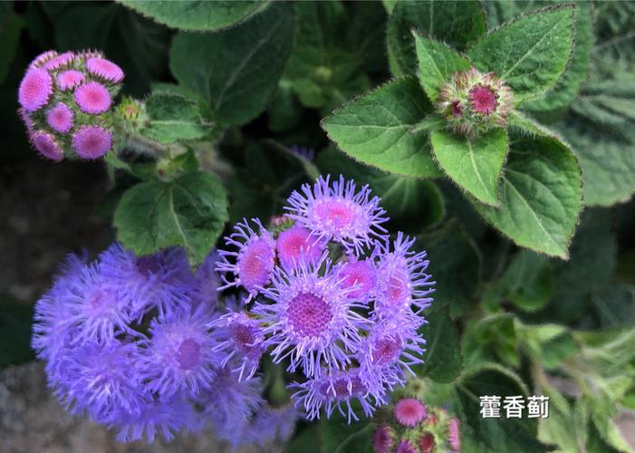 大花藿香蓟怎么种（藿香蓟鲜切花养护）