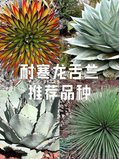 花卉龙舌兰图片大全（龙舌兰花朵图片）