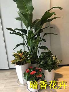 租植物叫什么（租植物还是买植物）