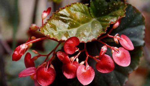 秋季怎么养竹节海棠（竹节秋海棠养护）