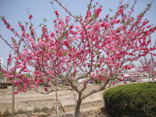 碧桃夏季怎么养（碧桃夏季修剪要点）