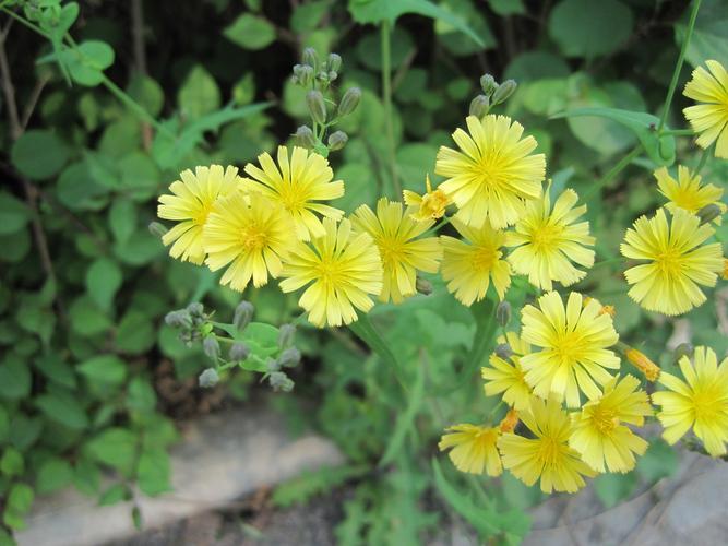 苦菜花代表什么寓意（苦菜花寓意是什么）