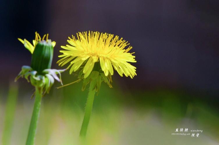 苦菜花代表什么寓意（苦菜花寓意是什么）