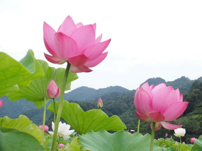 道教植物花卉（道教花卉有哪些）