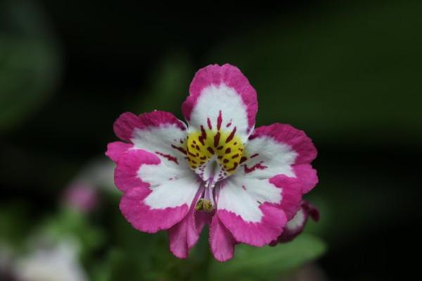 蝶花怎么栽（蝶沾花什么时候种）