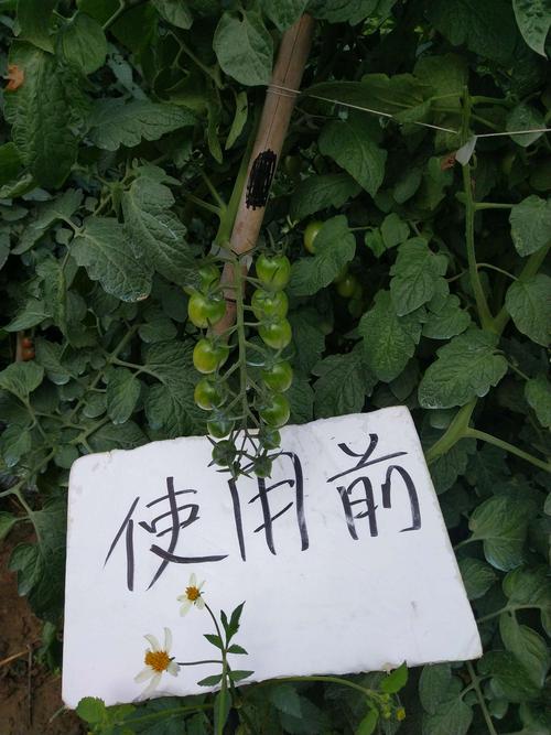 加酸钾碱改变花卉颜色（酸加碱生成硫酸钾）