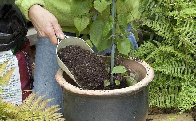 盆栽植物怎么换土（盆栽植物换土时间）