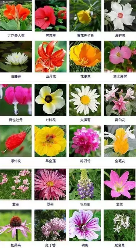 最佳花卉（花卉畅销品种）