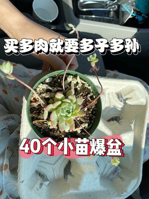 多肉植物子持怎么养（多肉子持白莲图片）