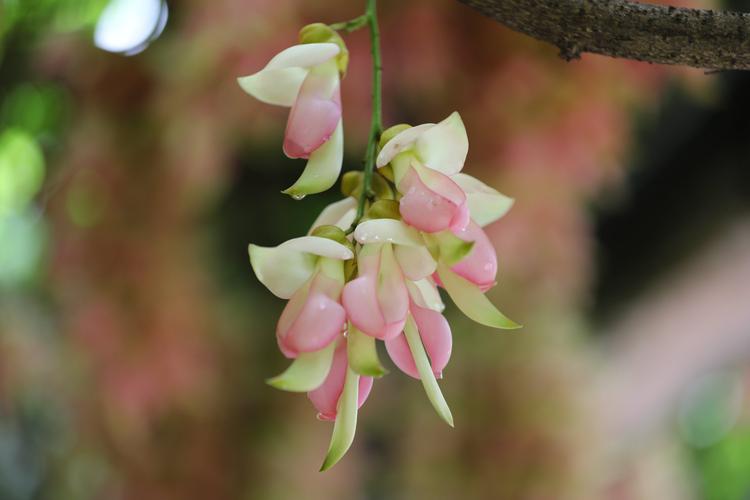 禾雀花什么（禾雀花什么香味）