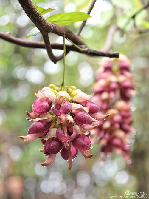 禾雀花什么（禾雀花什么香味）