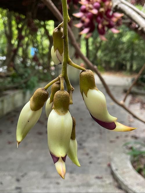 禾雀花什么（禾雀花什么香味）