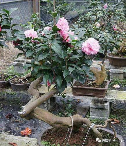 茶花盆栽培土（茶花盆栽土壤配比）