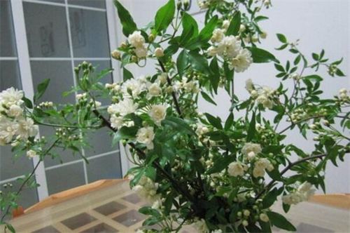 盆栽木香花冬天（盆栽木香花冬天会冻死吗）