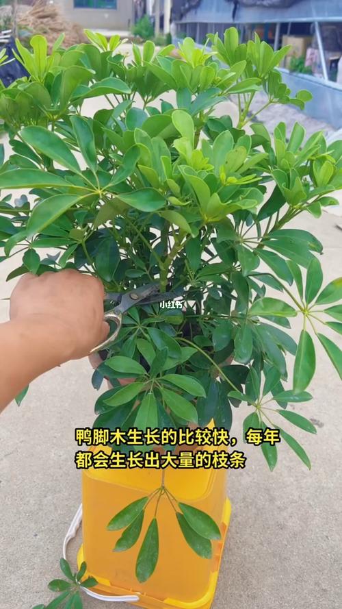 鸭掌木的怎么修剪（鸭掌木怎么修剪才能往高长）