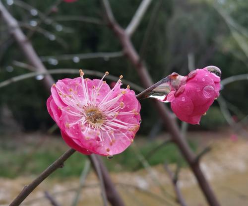 梅雨时节有什么花（梅雨时节什么花盛开）