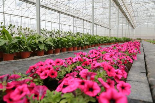 银川买盆栽银川花卉（银川最大的花卉种植基地）