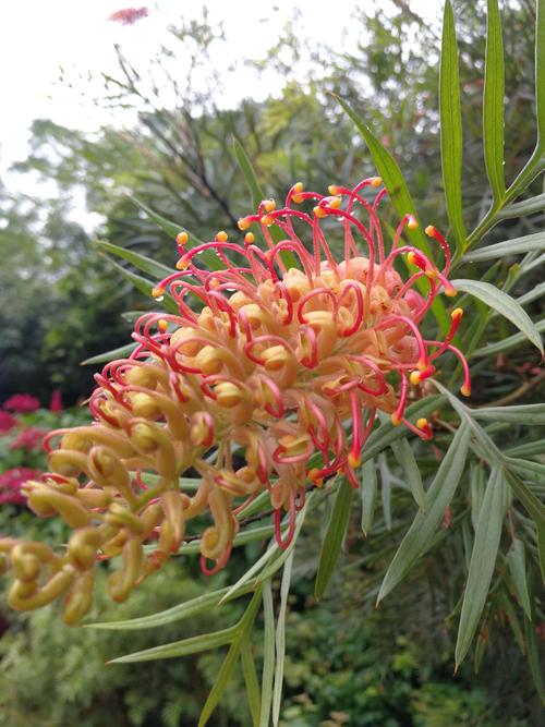 广西秋季花卉植物（广西秋天有什么花）