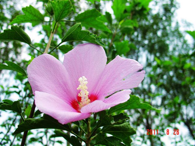 广西秋季花卉植物（广西秋天有什么花）