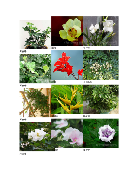 花卉名称各种花卉名称（花卉名称各种花卉名称图片）