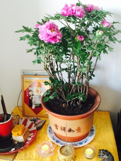 芍药盆栽怎么养（芍药盆栽怎么养护和浇水）