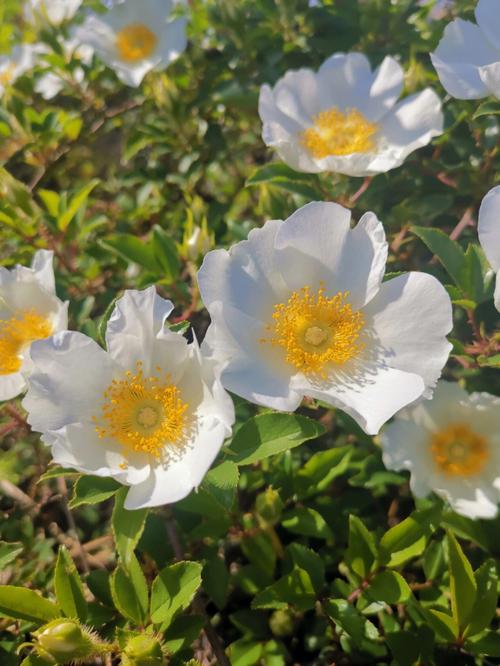 金樱子的花叫什么（金樱子花香吗）