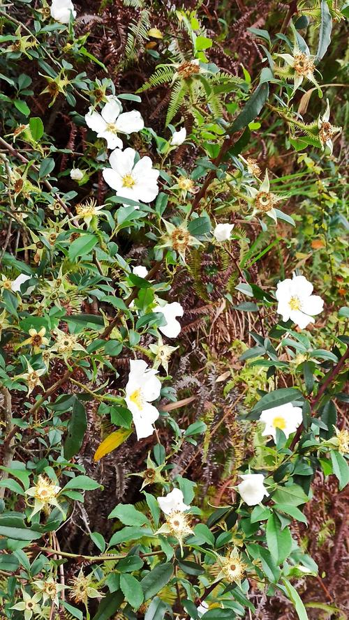 金樱子的花叫什么（金樱子花香吗）