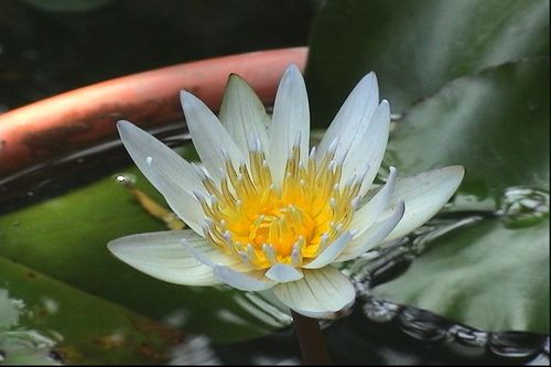 鲜切花睡莲怎么养（鲜切睡莲的养护）