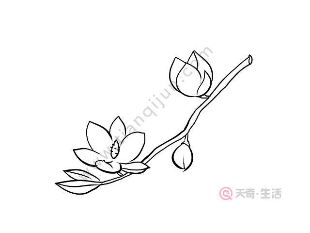 怎么画含笑花树（怎么画含笑花树的画）