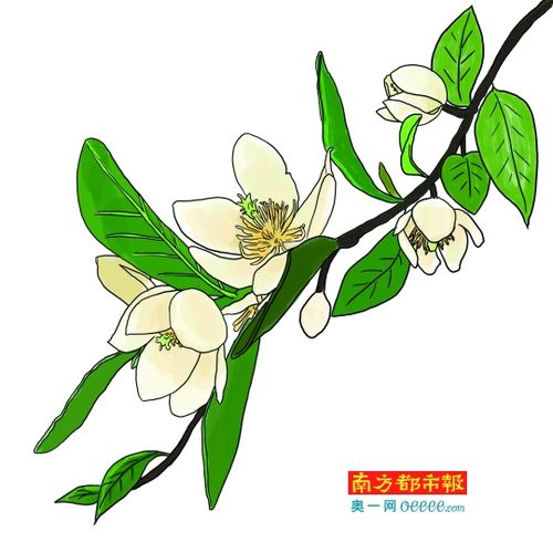 怎么画含笑花树（怎么画含笑花树的画）