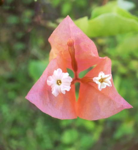 三角花是什么花（三角花是什么花序）