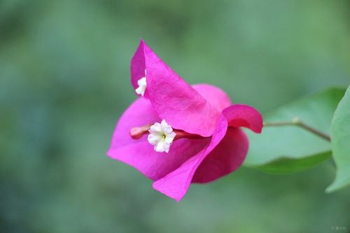 三角花是什么花（三角花是什么花序）