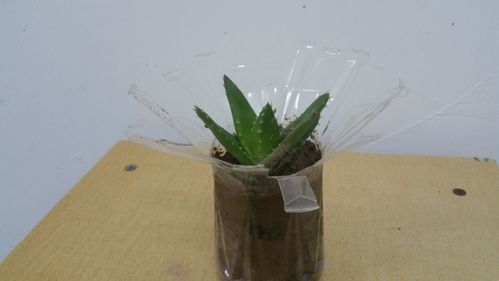 小植物怎么制做（巧手做植物）