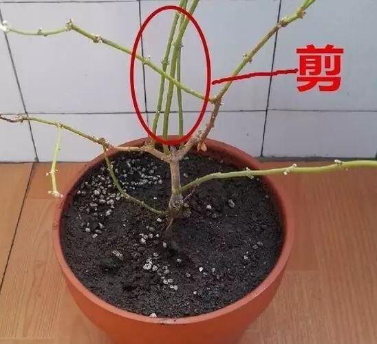 花卉可以修剪根吗（修剪的花枝花叶可以放花盆里面吗）