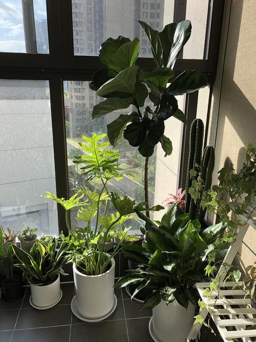 空调房放什么植物（空调房放什么植物好对身体好呢）