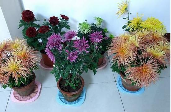 盆栽菊花施肥时间（菊花施肥在什么季节）