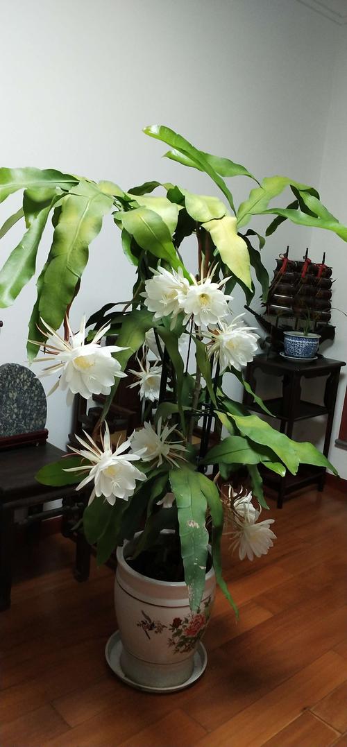 昙花盆栽（昙花盆栽如何种）