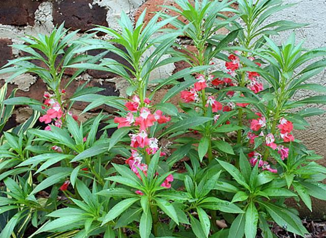 凤仙花什么花卉（合适凤仙花）