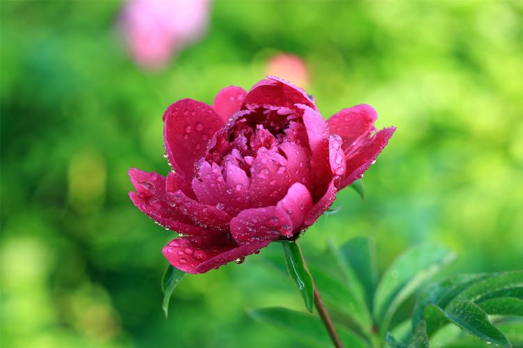 花卉芍药图片大全（芍药花艺图片）