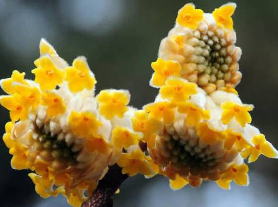 结香花北方怎么养（结香花好养活吗）