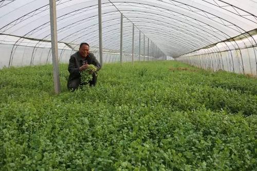 香菜怎么种植基地（香菜怎么种植基地视频）